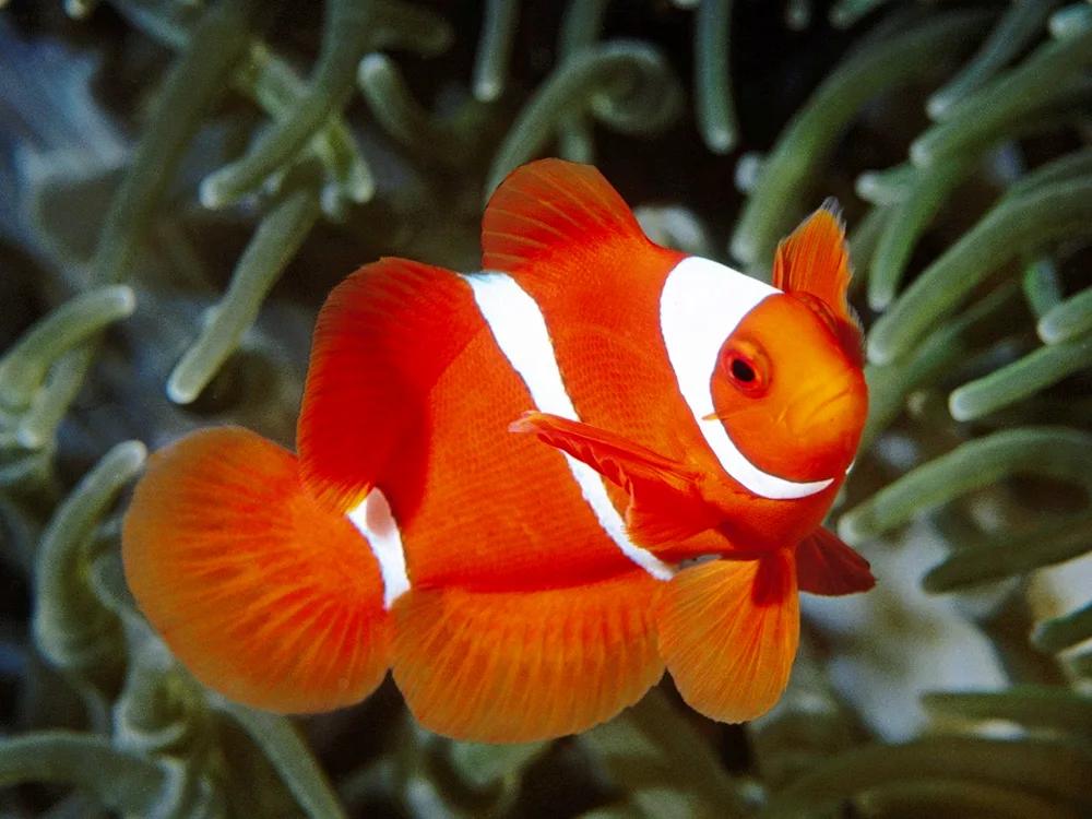 Siamese Fighting Fish