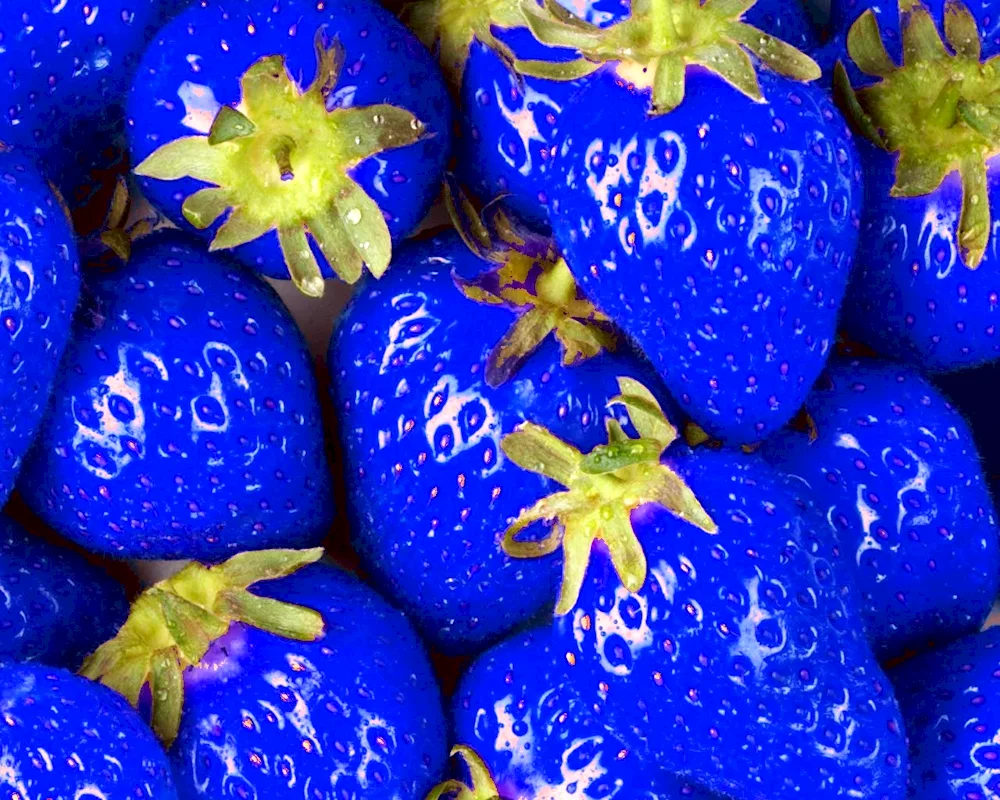 Chippewa blueberries