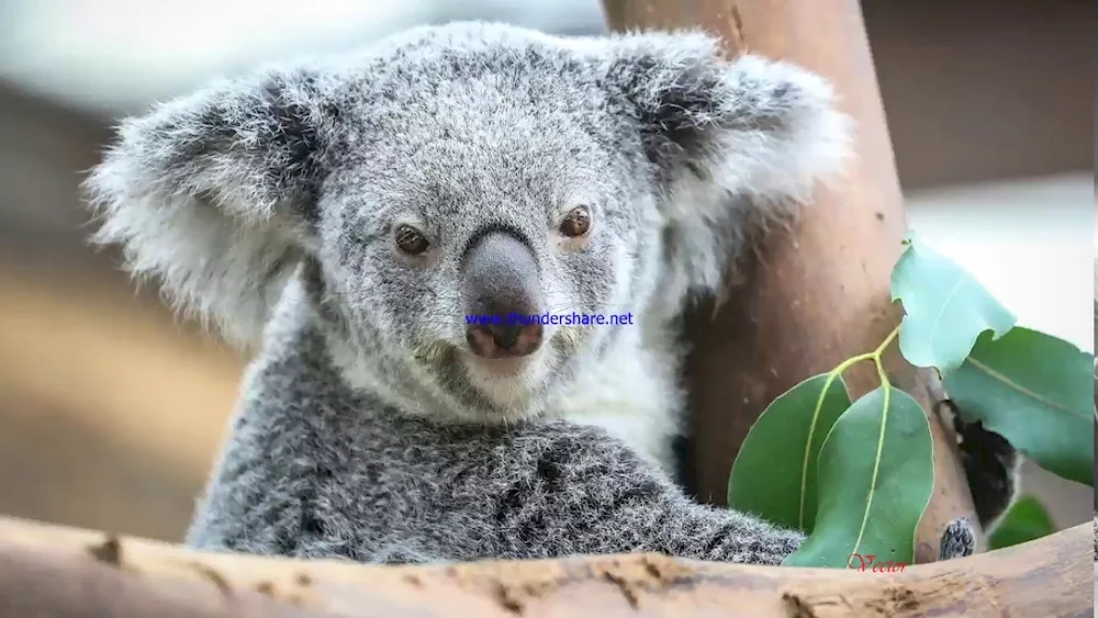 Koala