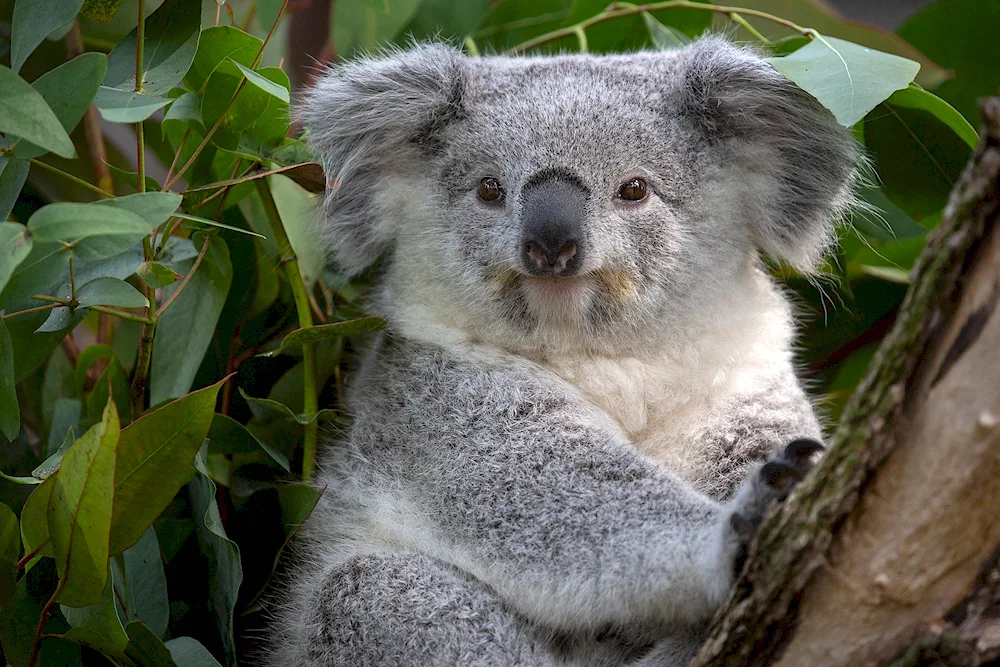 Marsupial koala