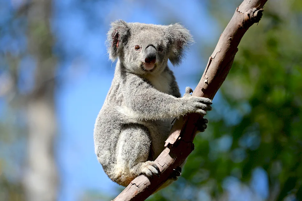 Marsupial koala