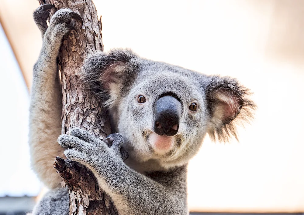 4 Koala