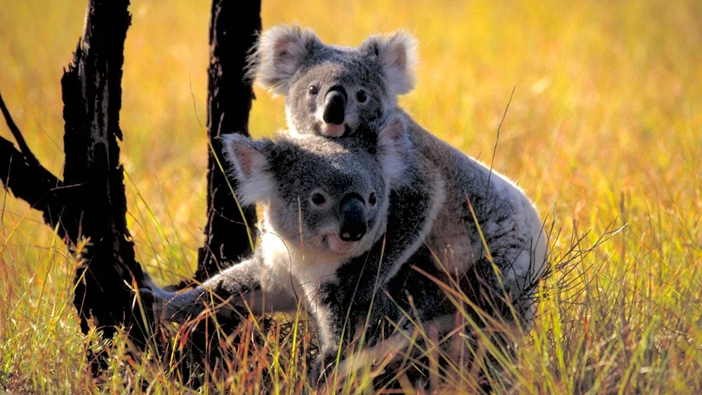 Animals of Australia