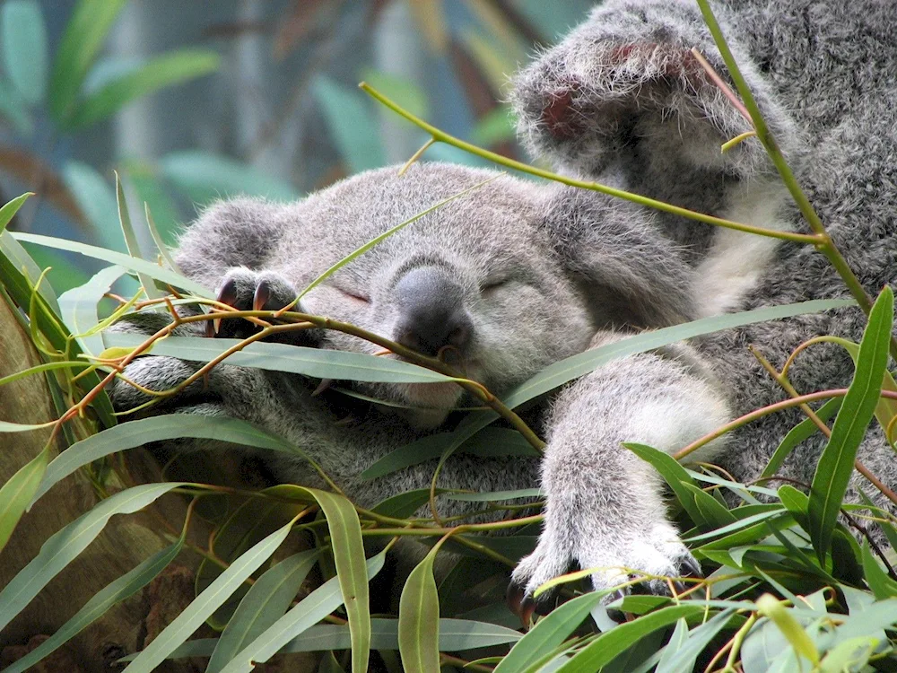 Koala