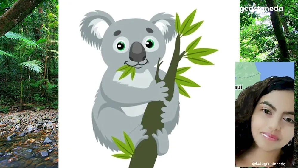 Koala in Australia