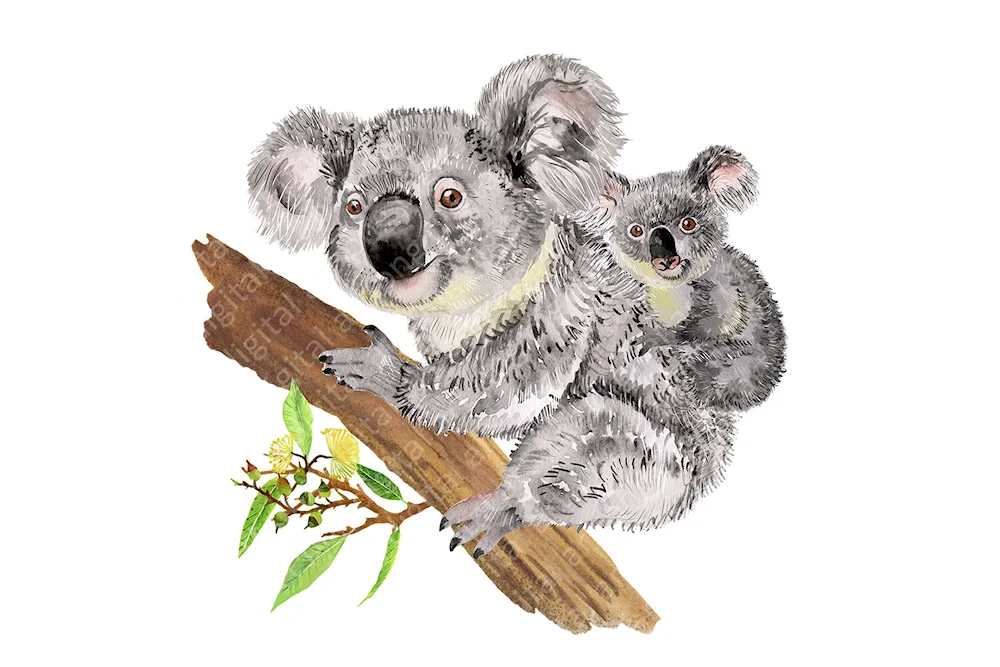 Koala