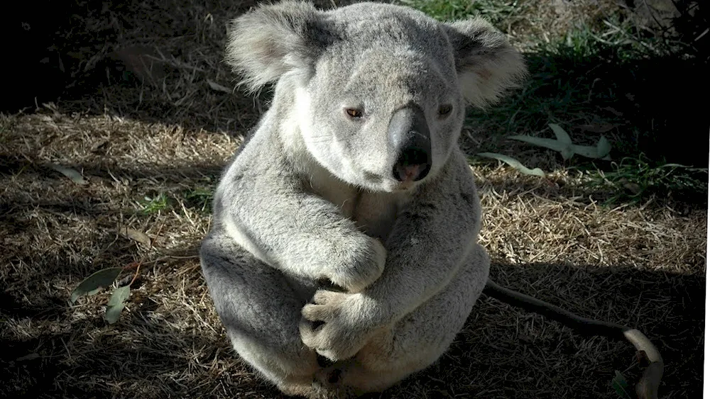 Koala marsupial