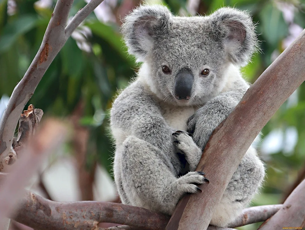 Marsupial animals koala