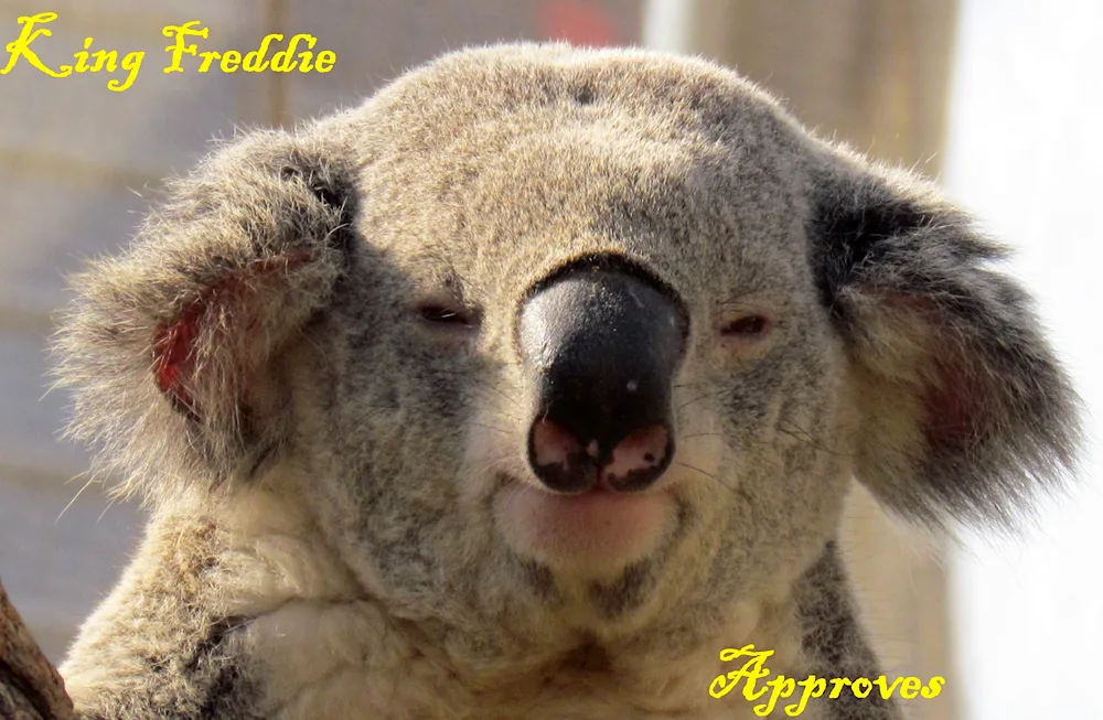 Z. koala