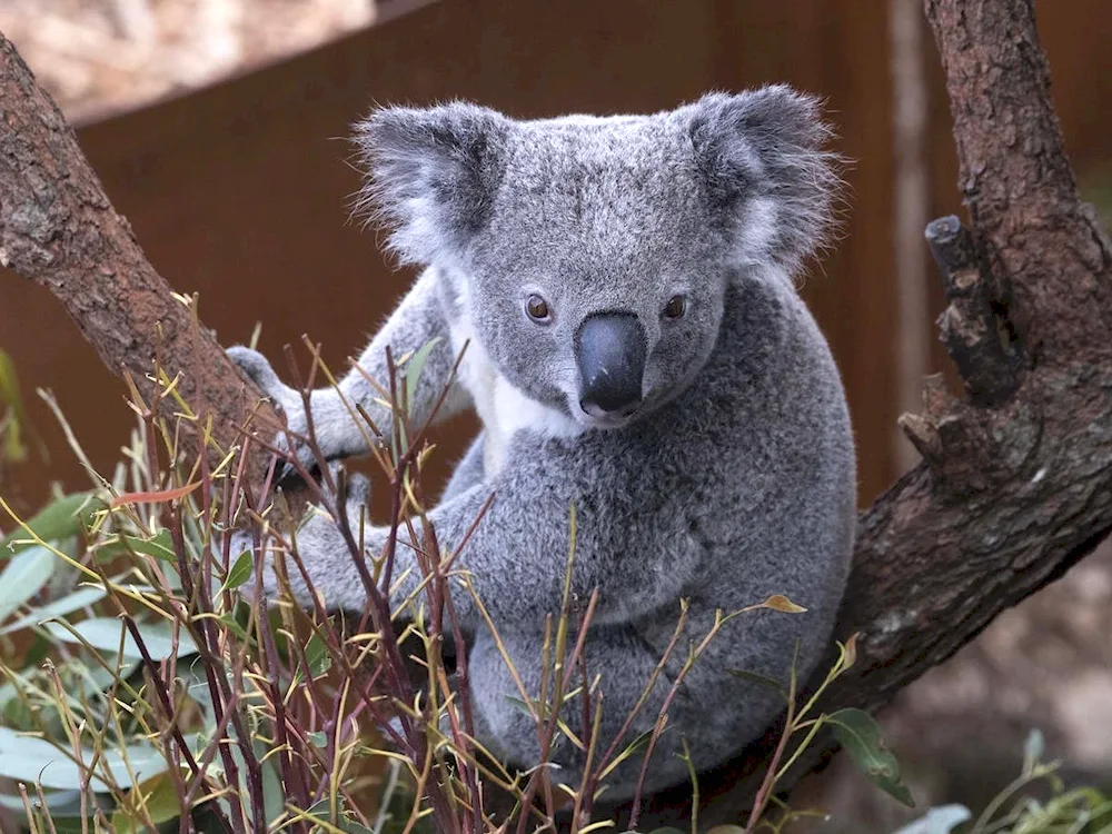 Koala