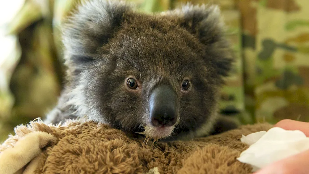 Animals of Australia koala