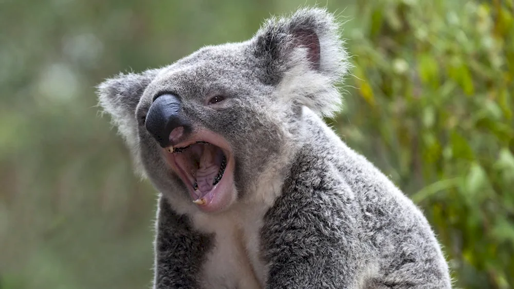 Animals of Australia koala