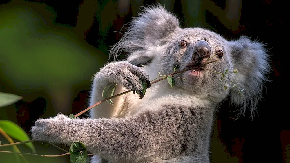 Koala