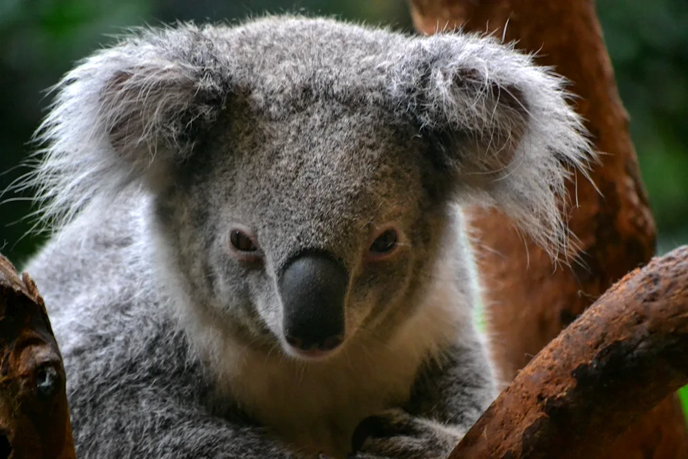 Animals of Australia koala