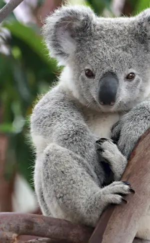 Koala