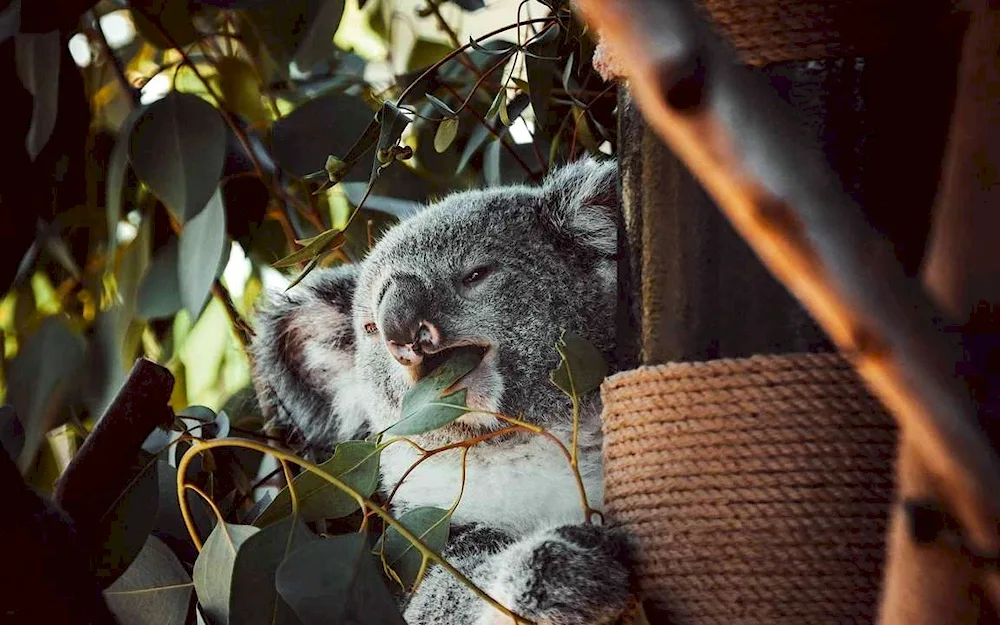 Koala on eucalyptus