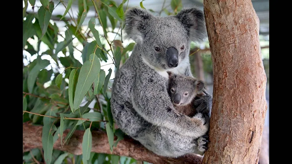 Australia Quokka