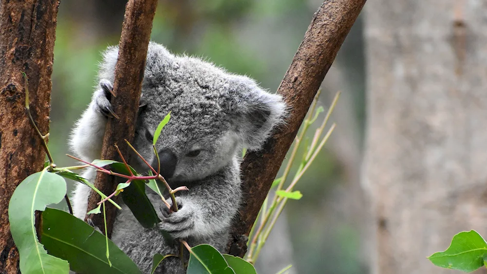 Koala marsupial