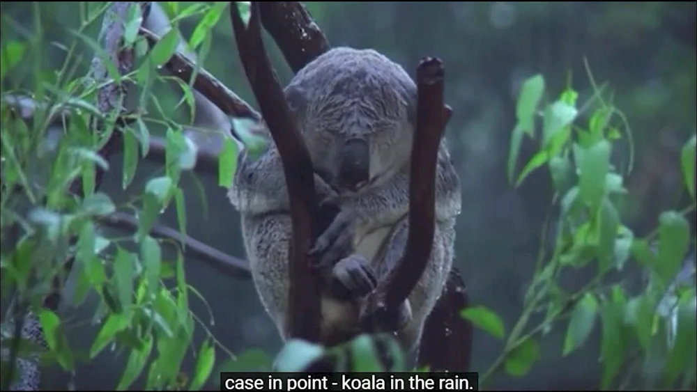 Wet koala