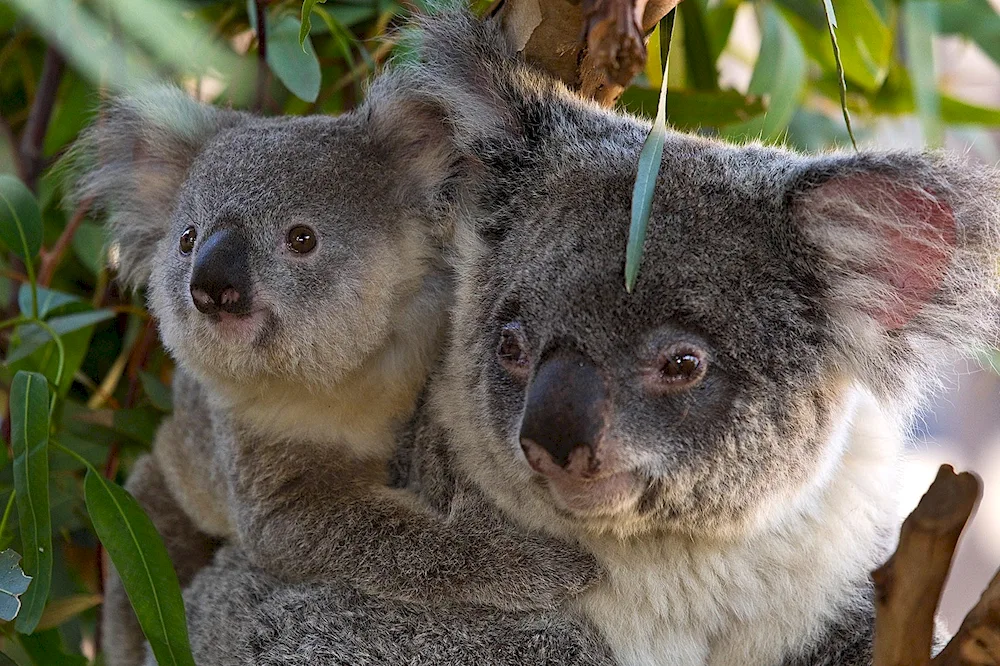 Australia's marsupial anteater