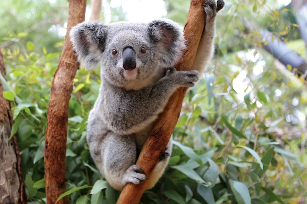 Marsupial koala