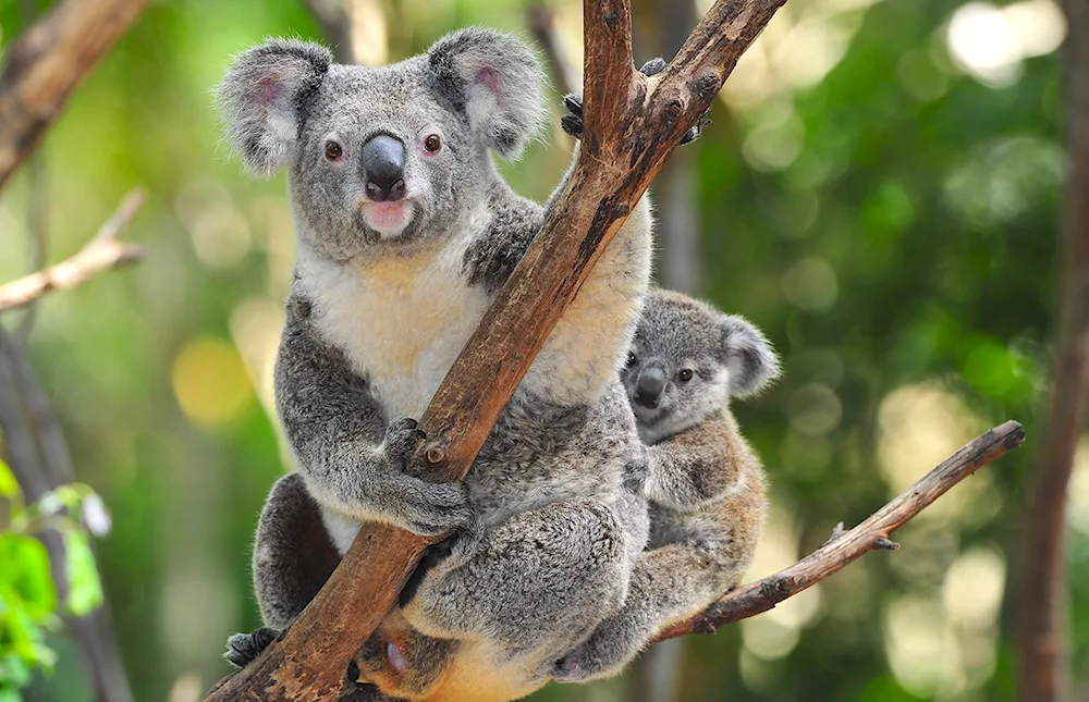 Marsupial koala