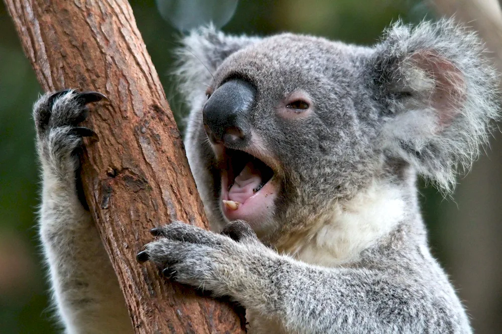 Marsupial koala