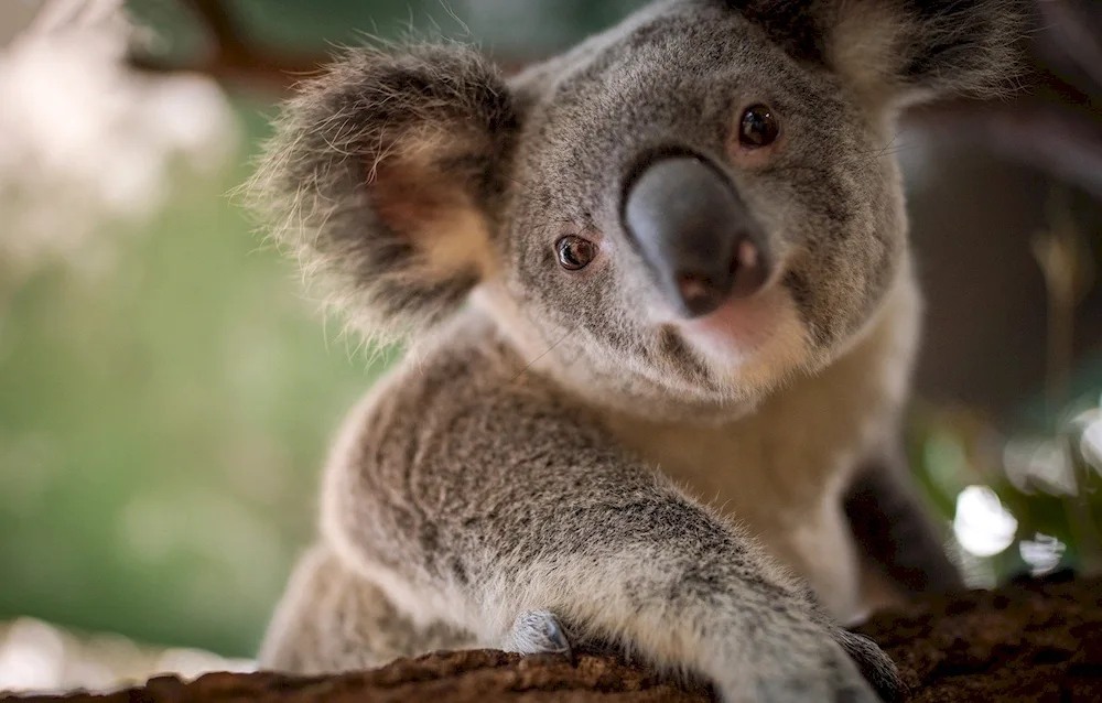 Marsupial koala