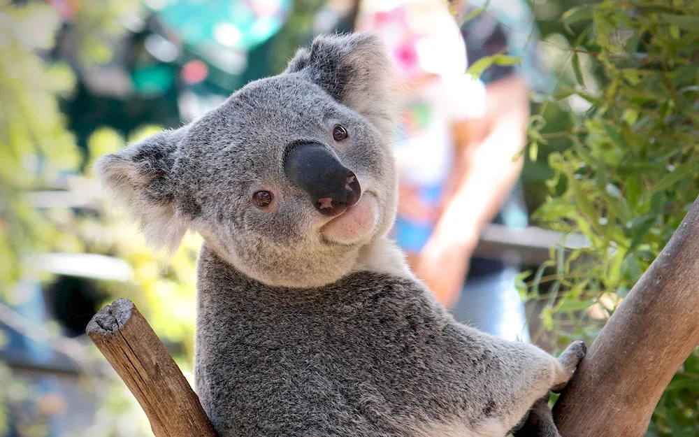 Marsupial koala