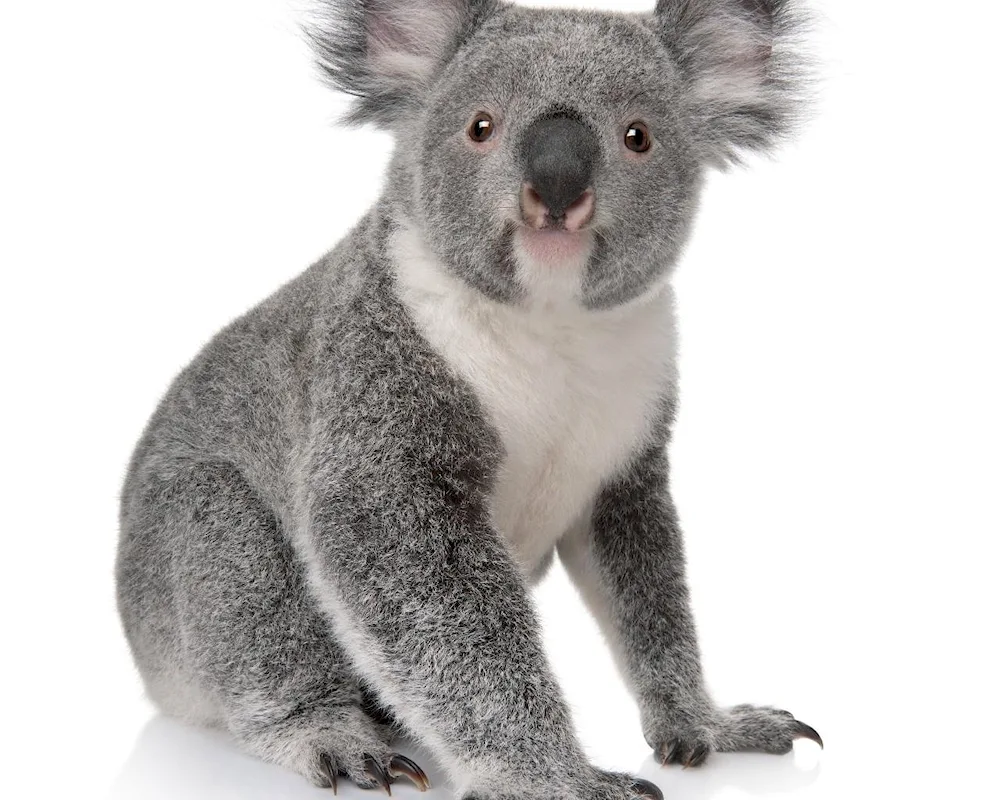 Wet koala