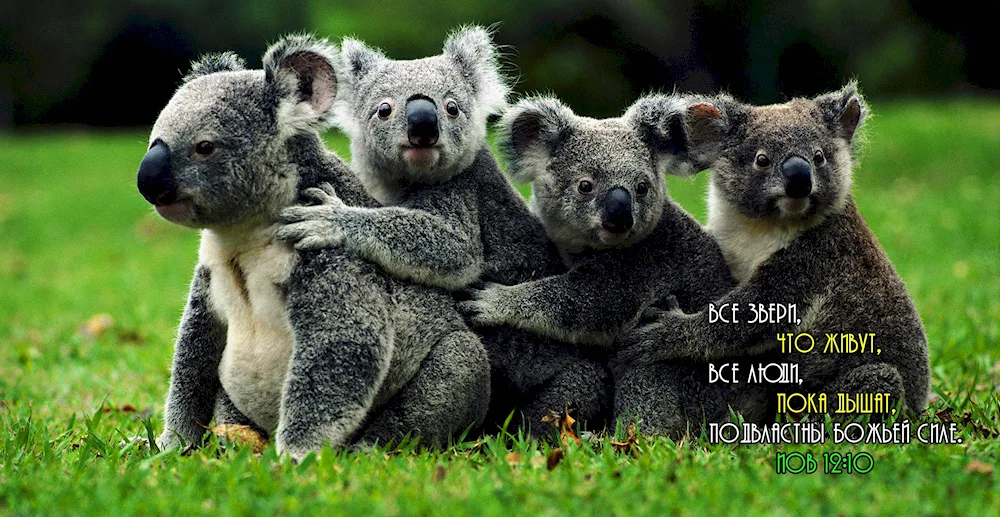 Koala marsupial