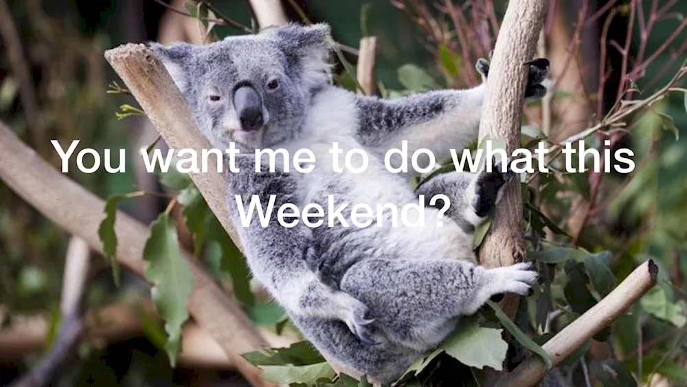 Koala marsupial