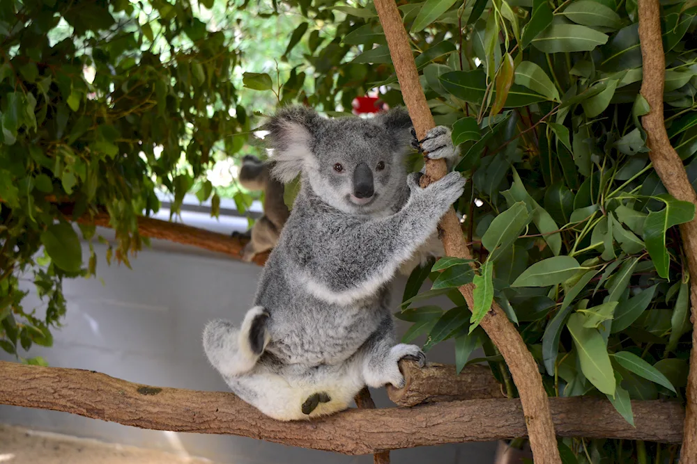 Koala in Australia