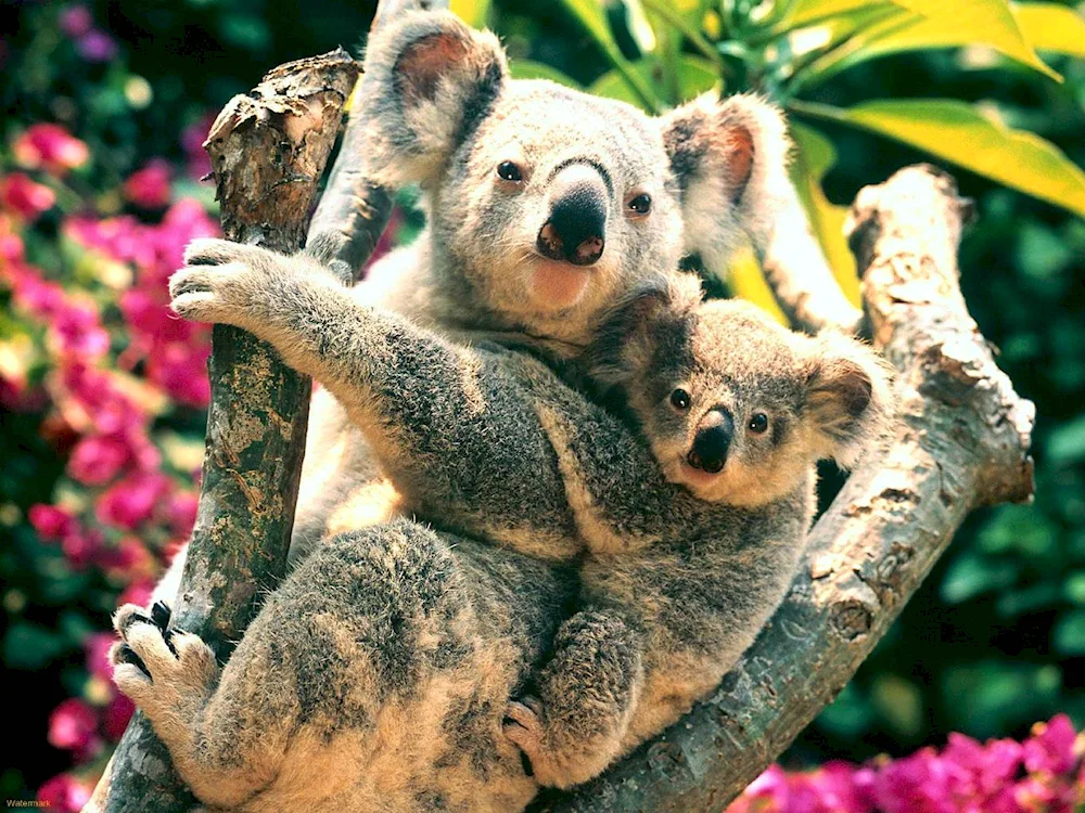 Koala