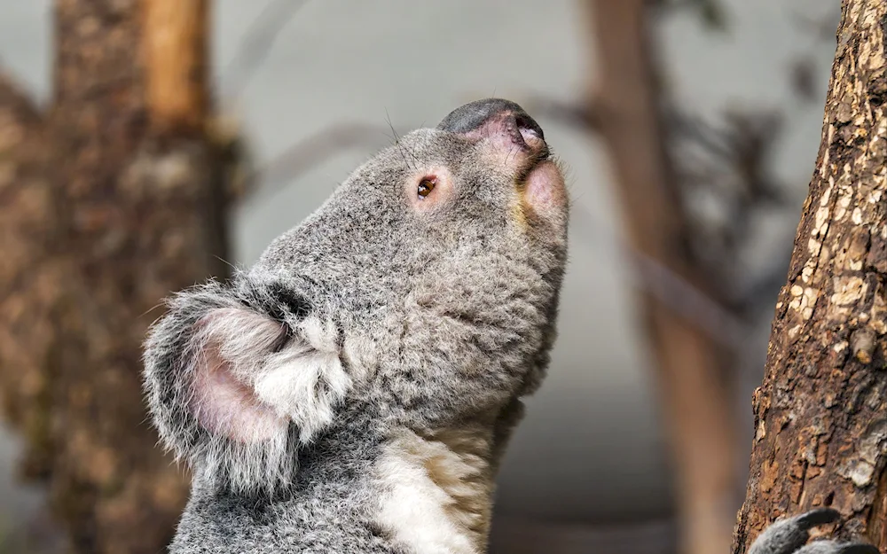Wet koala