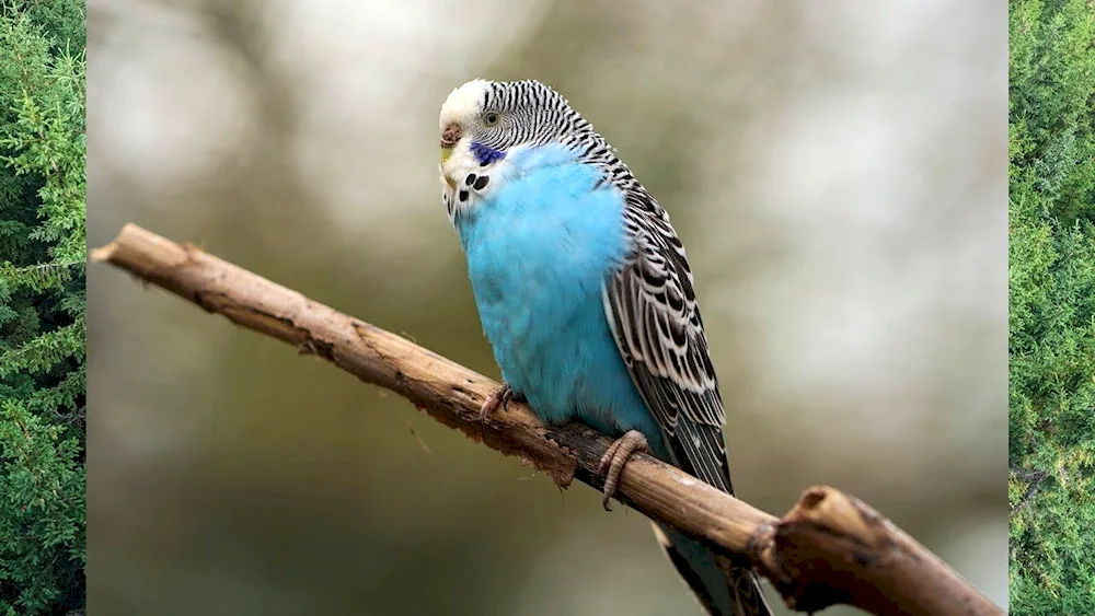 Harlequin Wavy Parrots