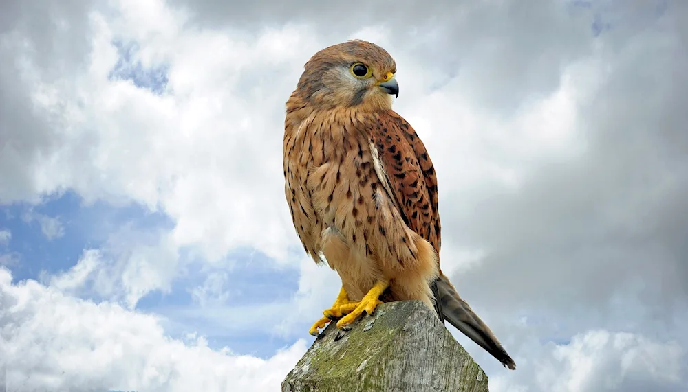 Birds of prey Falcon Peregrine