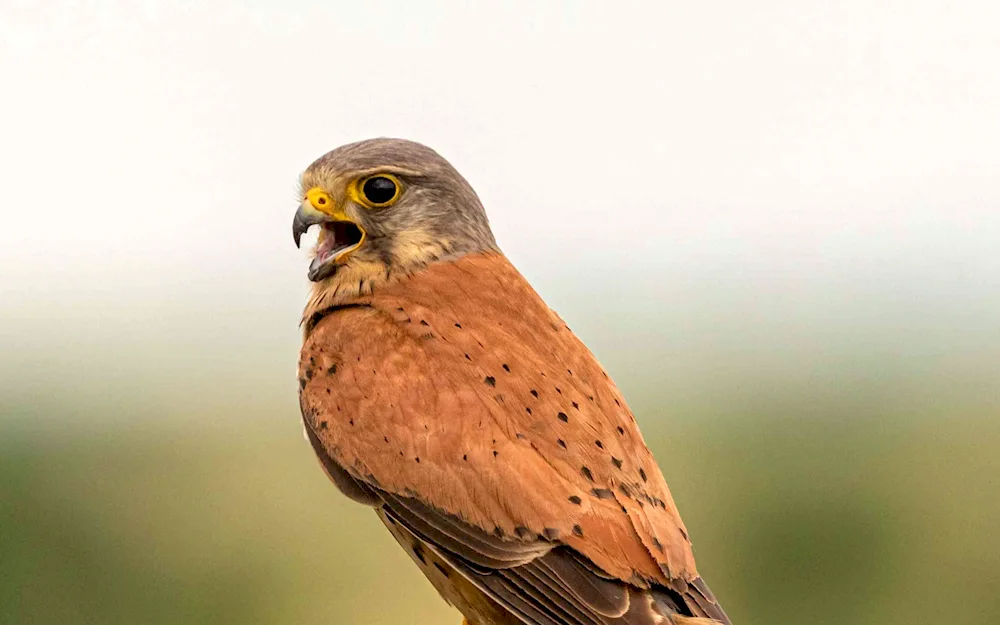 Kestrel flight