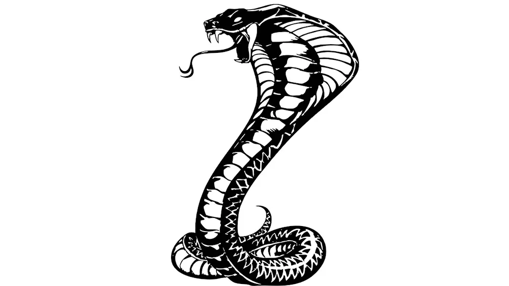 Cobra tattoo sketch