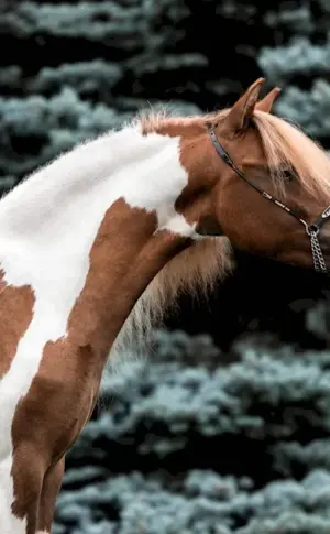 Swamp Mare