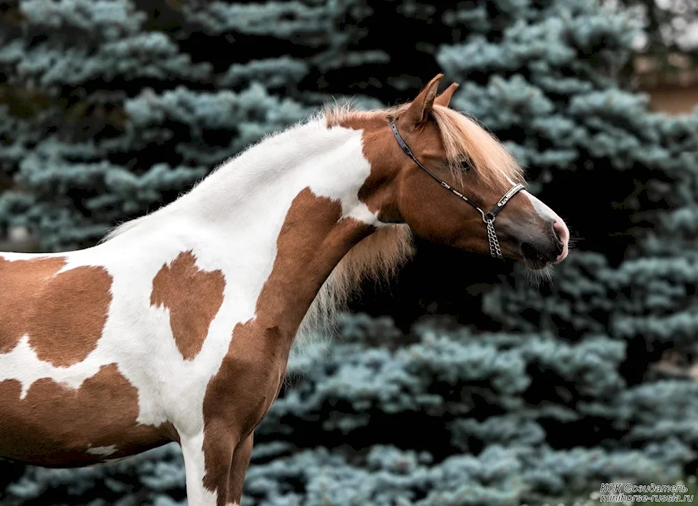 Swamp Mare