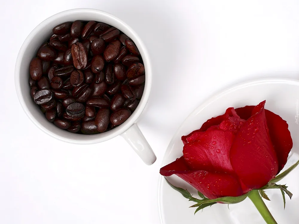 Flowers in a cup