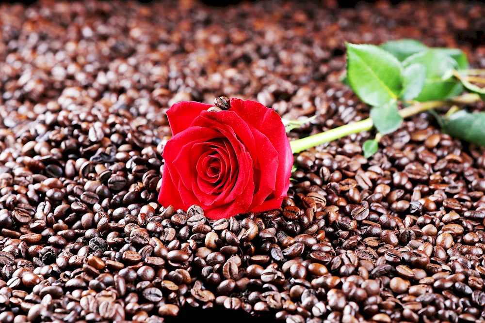 Flowers and coffee good morning. morning