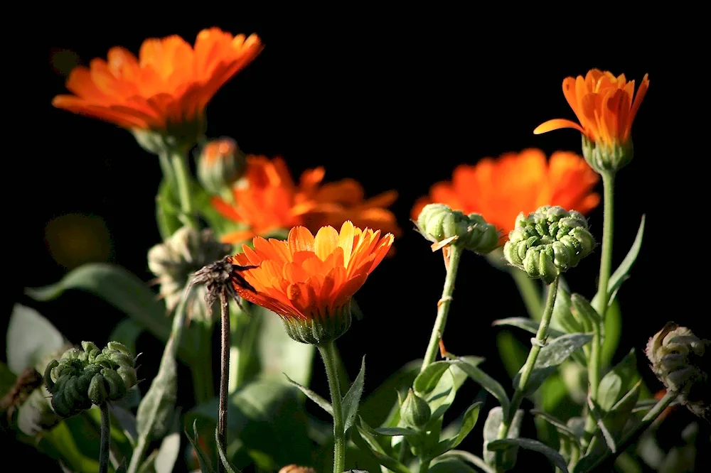 Calendula marigold flowers