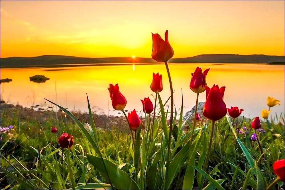 Spring lake seals