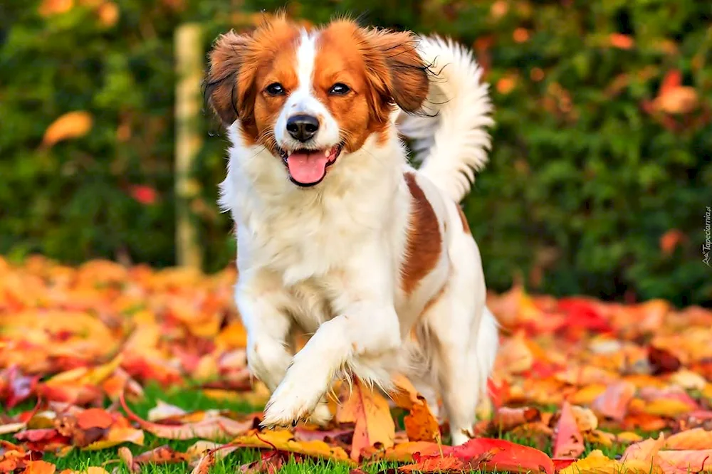 Bernese zennenhund