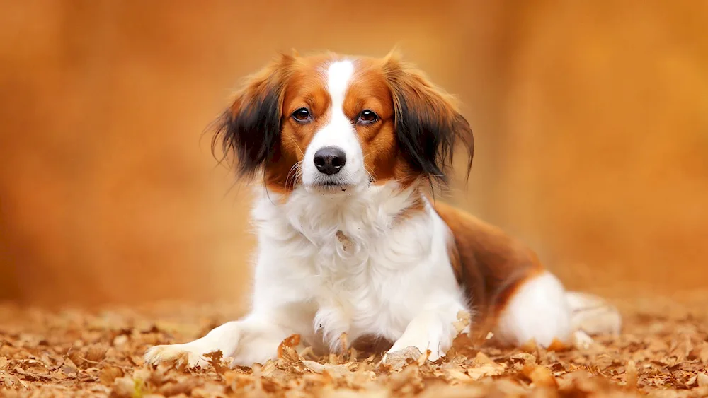 Koickerhound spaniels