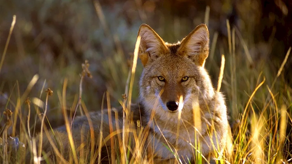 North American Coyote