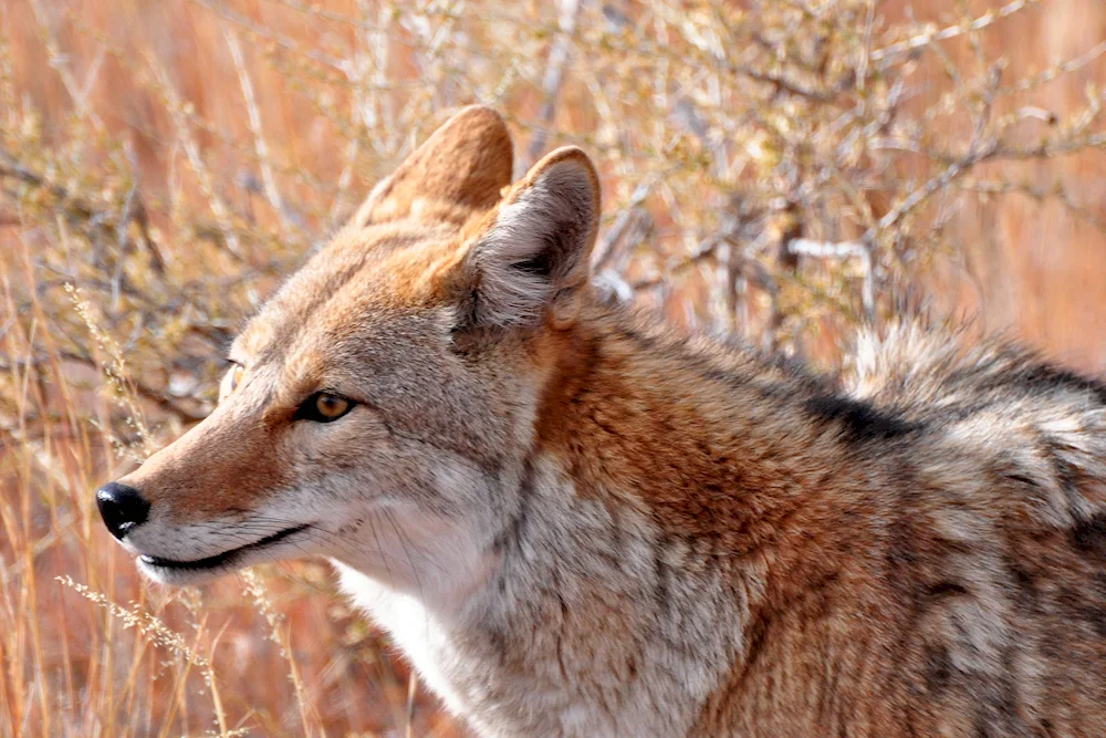 North American Coyote