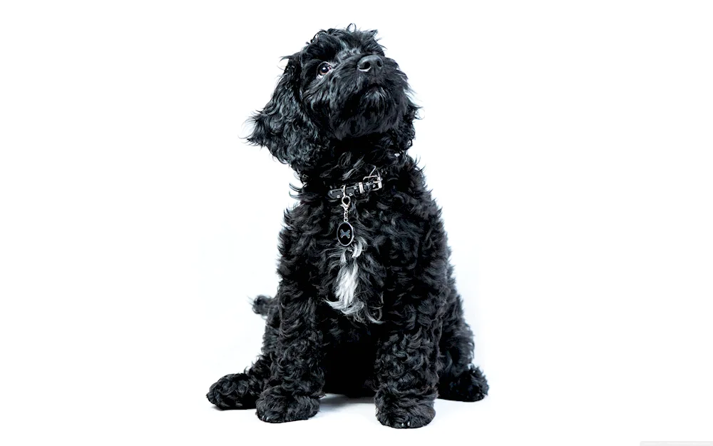 Black poodle